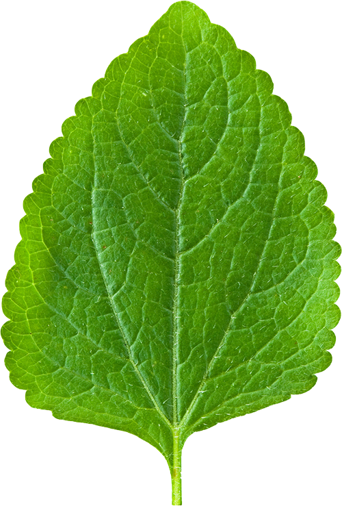 Leaf Decoration