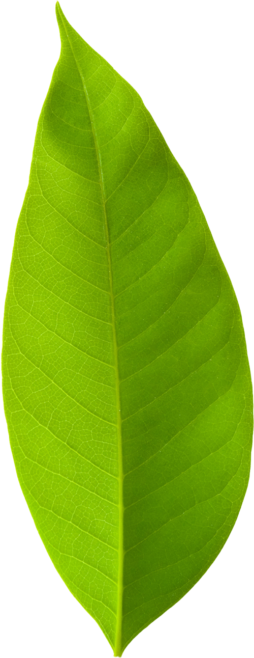 long-leaf-sticker